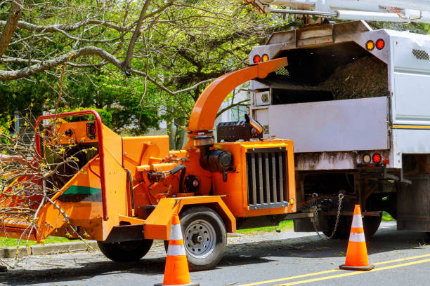 Best Tree Root Removal  in USA